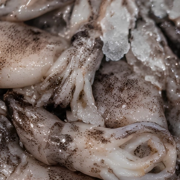Cefalopodi e Molluschi — Cosa Controlliamo